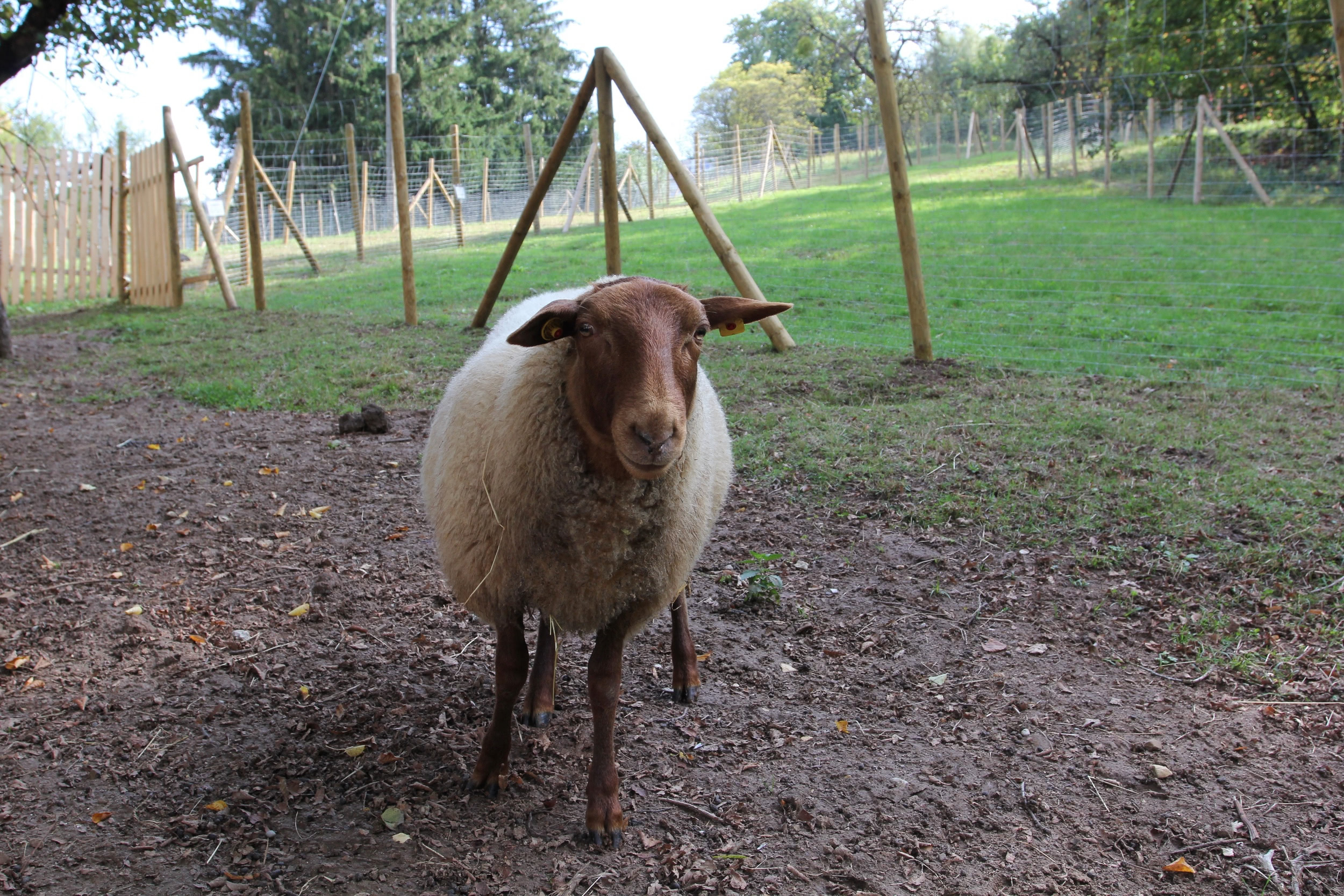 Bauernhof Schaf