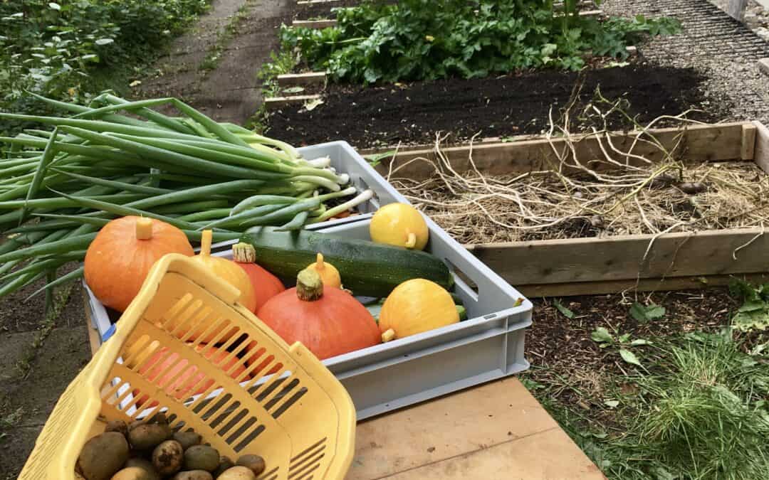 Gründüngung im Schulgarten: Klasse 4 macht Boden fit
